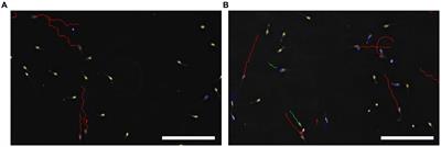 Myo-inositol improves the viability of boar sperm during liquid storage